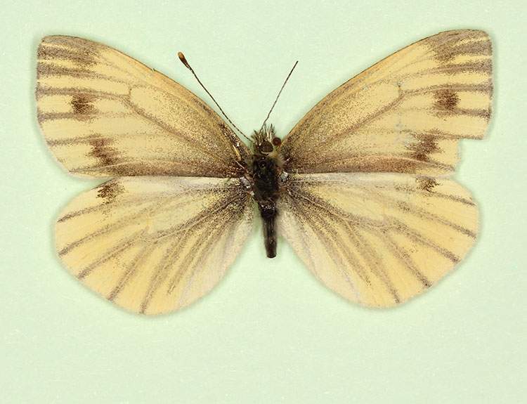 Pieris napi female (aberrant form emiobscurata) (Internet Image property of respective owner, non-commercial use only)
